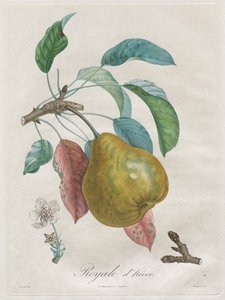 Tratado de árboles frutales: Royal d