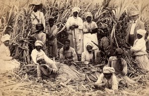 Cortadores de caña de azúcar, Jamaica de Henri S. Duperly
