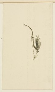 Colofón de Au Pied du Sinaï de Henri de Toulouse Lautrec