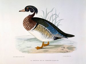 Representación de un pato cerceta de Caroline Plate por H. Blanchere de Henri de la Blanchere