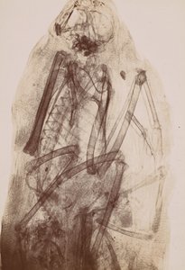 [Radiografía de la momia de un ave rapaz], 1896 de Henri van Heurck
