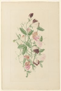 Guisantes de olor de Henrietta Benson Homer