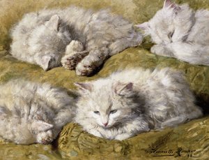 Estudios de un gato blanco de pelo largo, 1896