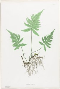 Ferns of Great Britain and Ireland:  Polypodium Phegopteris de Henry Bradbury