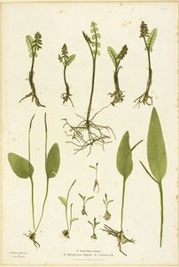 Impresión natural de helechos Moonwort y Adder