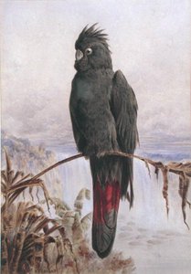 Cacatúa negra de cola roja australiana