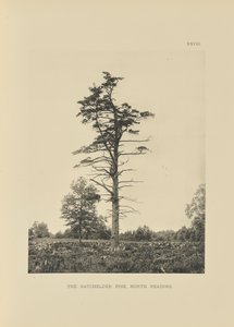 El pino Batchelder, North Reading de Henry Brooks