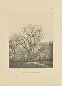 El olmo Pratt, Concord