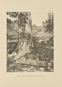 The Rice Buttonwood, Charlemont de Henry Brooks