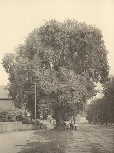 El Olmo Whittemore, Arlington de Henry Brooks