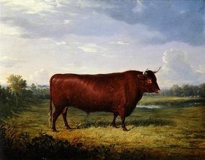 Retrato de un toro marrón de Henry Calvert