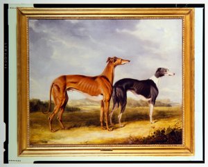 Dos galgos, propiedad del Dr. Edmund Taylor de Booth Hall