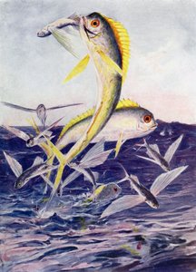 Peces Voladores Atacados de Henry Charles Seppings Wright