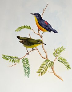 Picaflor de vientre naranja (Dicaeum trigonostigma) de Henry Constantine Richter
