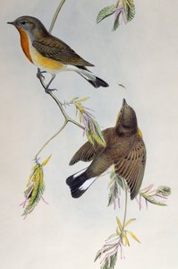 Papamoscas pechirrojo (Ficedula parva), de Aves de Gran Bretaña de Henry Constantine Richter