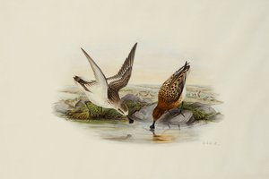 Espátula
