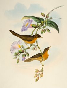 Babbler de Vientre Leonado (Dumetia hyperythra), litografía de Birds of Asia de Henry Constantine Richter