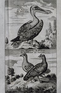 Pelícano, urogallo y perdiz, grabado del Viaje realizado a la Bahía de Hudson de Henry Ellis
