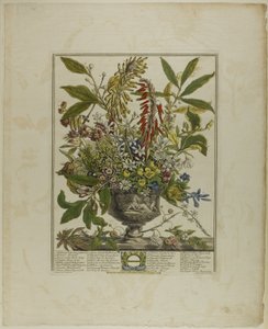 Enero, de Doce meses de flores