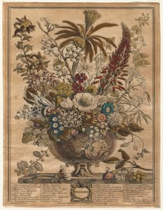 Doce meses de flores: Diciembre, 1730