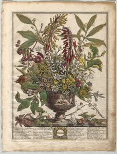 Doce Meses de Flores: Enero