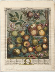 Doce meses de fruta:  Mayo de Henry Fletcher