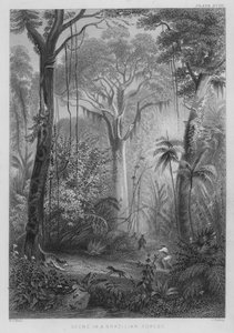 Escena en un bosque brasileño de Henry George (after) Hine
