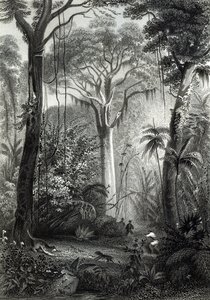 Escena en un bosque brasileño grabada por J.Bishop