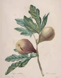 Selección de las flores más bellas...los frutos más bellos: Higo Violeta de Henry Joseph Redouté
