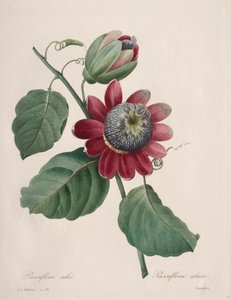 Selección de las flores más bellas... los frutos más bellos: Pasiflora alada de Henry Joseph Redouté