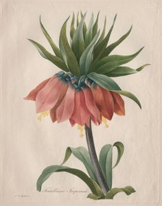 Corona Imperial Fritillaria