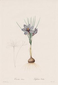 Las Liliáceas: Crocus Sativus