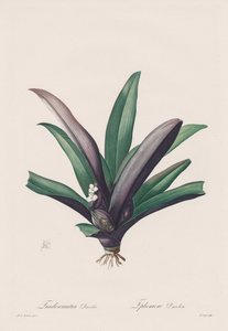 Las Liliáceas: Tradescantia discolor
