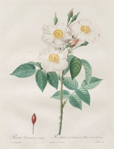 Las rosas: Rosa Damascena, subalba de Henry Joseph Redouté