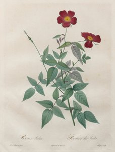 Las rosas: Rosa indica de Henry Joseph Redouté
