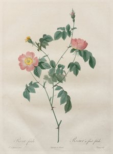 Las rosas: Rosa indica de Henry Joseph Redouté