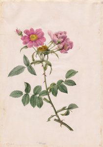 Rosa Collina Monsoniana de Henry Joseph Redouté