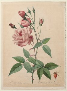 Las rosas: Rosa de China o de Bengala de Henry Joseph Redouté