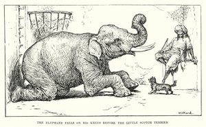 El elefante cae de rodillas ante el pequeño terrier escocés (grabado) de Henry Justice Ford
