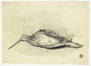 Urogallo muerto