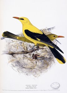 Oropéndola dorada, 1835 de Henry Leonard Meyer