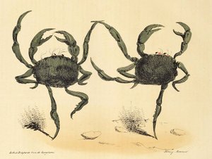 Danse Fantastique de La Caricature, pub. 1831 litografía, 1831 de Henry Monnier