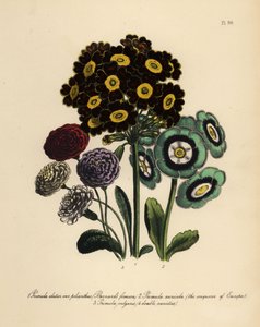 Formosa de Burnard, Primula Elatior Polyanthus, Aurícula Conquistadora de Europa, Primula Auricula, y Prímula Común (cromolito) de Henry Noel Humphreys