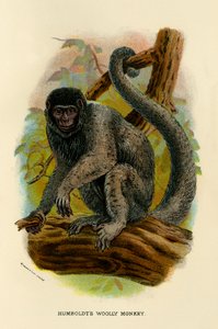 Mono lanudo de Humboldt, 1896 de Henry Ogg Forbes