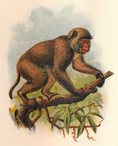 Macaco de San Juan, 1897 de Henry Ogg Forbes