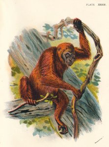 El Orangután, 1897 de Henry Ogg Forbes