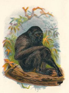 El gibón siamang, 1897 de Henry Ogg Forbes