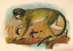 El Talapoin de Henry Ogg Forbes