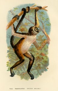 El mono araña variado, 1896 de Henry Ogg Forbes