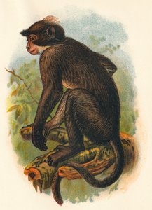 Mangabey de corona blanca de Henry Ogg Forbes